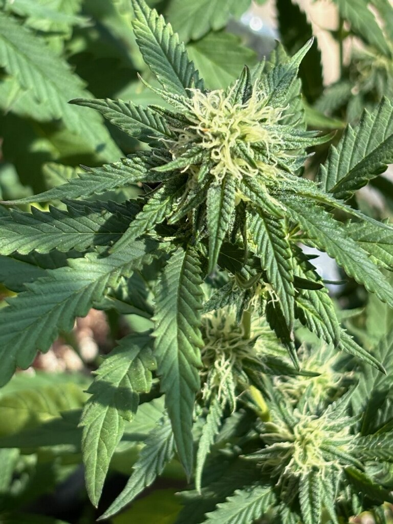 Arizona Greenhouse winter 2024  - In full flower.  #cannabisgrower #CannabisLifestyle