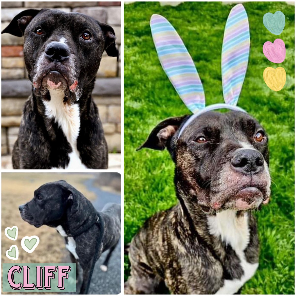 Easygoing Cliff is our #PetOfTheWeek! He is mellow but very food-motivated, and quick to learn new tricks when a treat is involved! He enjoys naps, cuddles, and attention. Come and meet this sweet, loyal boy at @HumaneHBG: bit.ly/3IRV0JC 🐾
#LoveHBG #Dogs