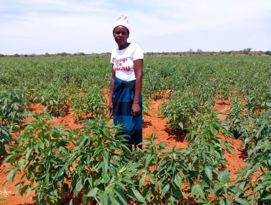 The SHRIMPS initiative, a collaboration between Christian Aid Zimbabwe (CAZ) & Sustainable Agriculture Technology (SAT), is providing new hope to rural communities in Mwenezi, Zimbabwe. By encouraging sesame production and providing training and tools. linkedin.com/pulse/mwenezis…