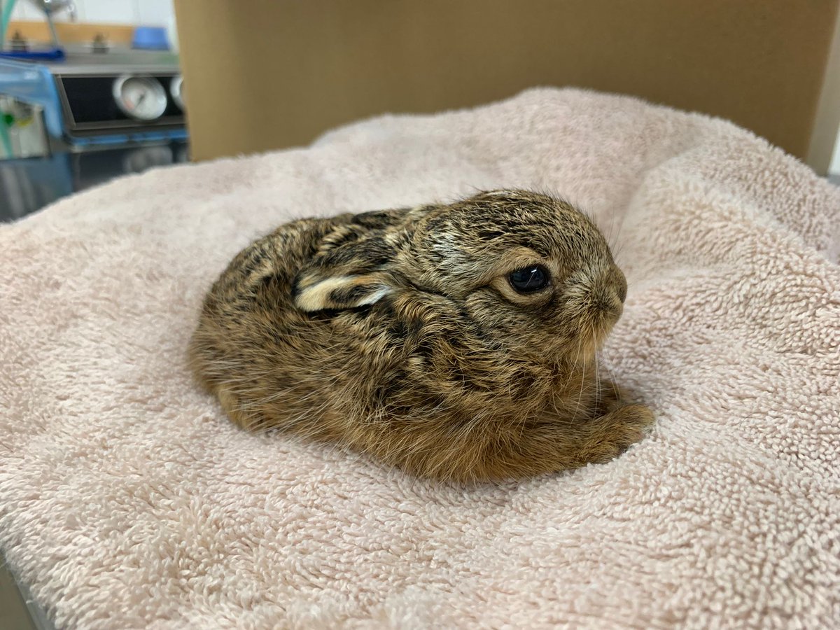 Please DO NOT touch baby hares. Hares are born above ground. Unlike rabbits, they are born with their eyes open and are furred.They are left ALONE during the day,the mother returns at sunset.If you see one that seems healthy,leave it alone. If injured take it to a wildlife centre