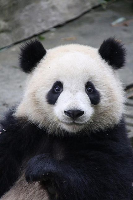 biologia_braba's tweet photo. SABE QUE HORAS SÃO SEU ARROMBADO? 
É HORA DA BIOLOGIA CARALHO!!  

Mano namoral eu odeio panda, essa porra de urso obeso e sedentário que todo mundo mama a rola só por causa da aparência e "ain pq tá quase extinto", na minha opinião essa porra já era pra tá extinta a muito tempo +