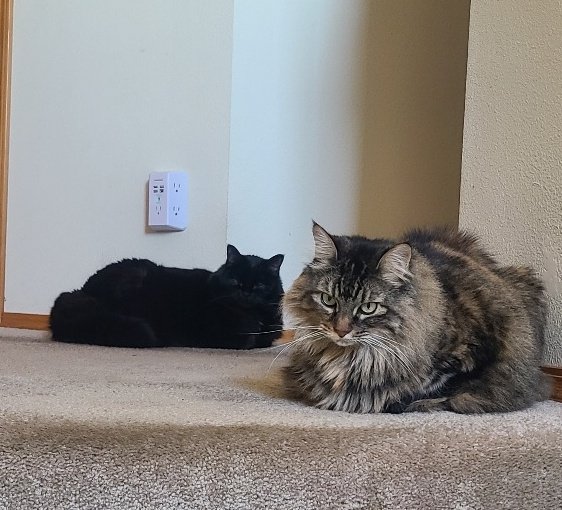 Double loafing around waiting for staff to go downstairs. 🐈‍⬛🐾🐈‍⬛🐈‍⬛ #kittyloafmonday #CatsOnTwitter #CatsAreFamily #naughtypetsclub #MondayMood #TABBY #panfursquad