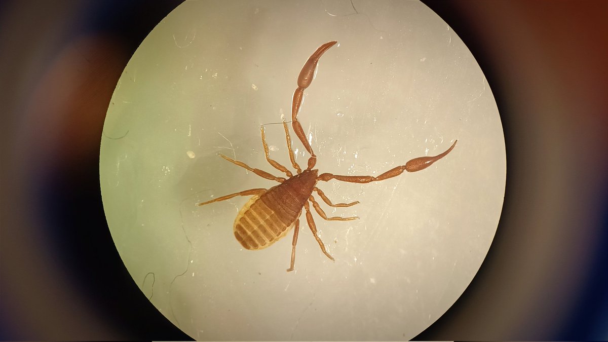 High-school students from Oulu IB school visited #UniOulu Ecology and genetics research unit's lab on Friday. Viewing #invertebrates under a microscope was a hit!