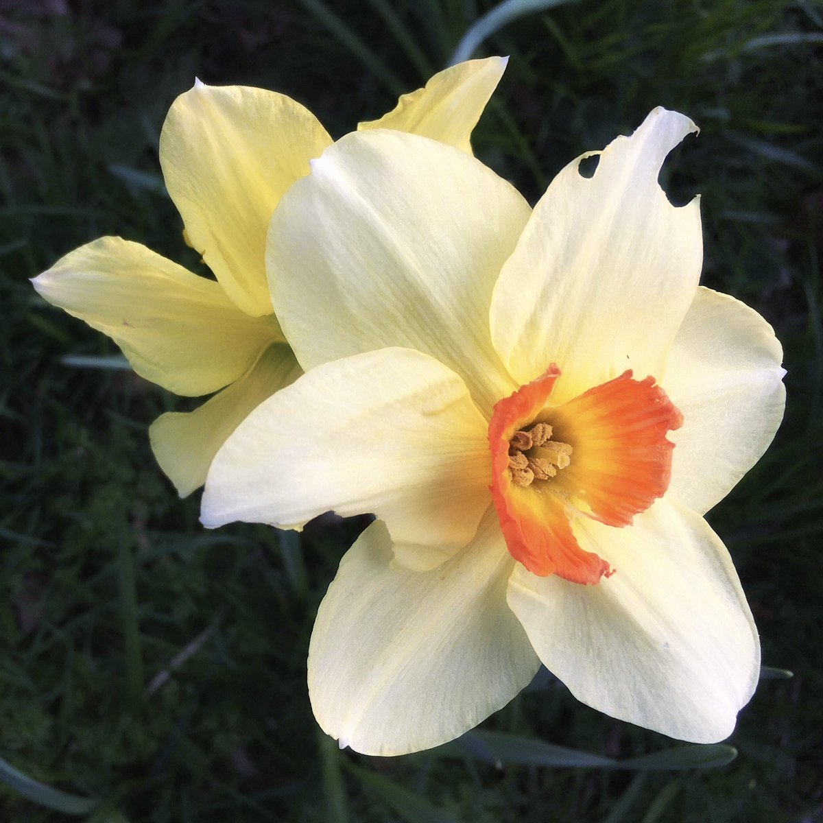 Beauty in imperfection.

#daffodils #flowerphotography #springflowers #beautyinimperfection #ShotOniPhone #FlowersOfTwitter