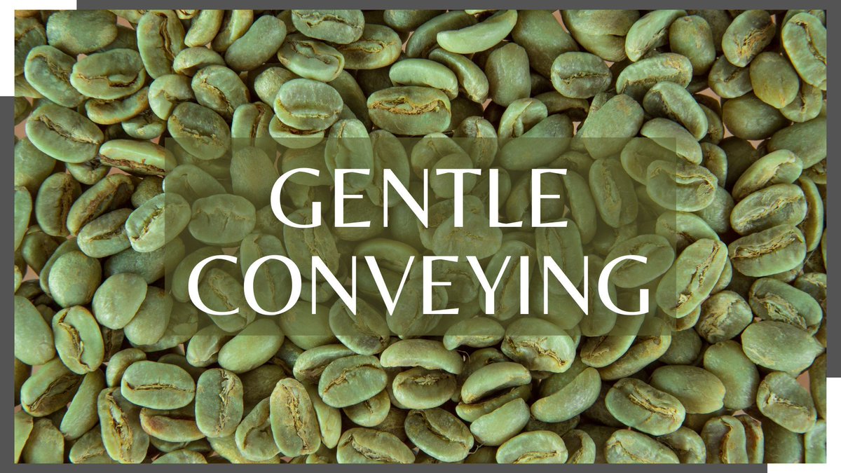 Maximize productivity while maintaining product quality of green #coffee #beans. buff.ly/3rMg8wa #conveyors #gentleconveying #greencoffeebeans