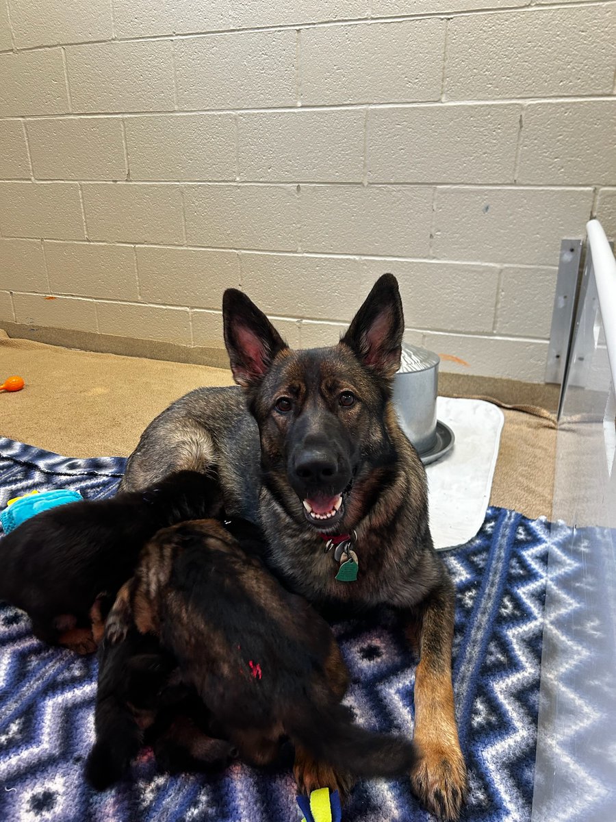 One way to support Fidelco’s mission is to check out our Amazon Wishlist of toys, food, treats, and more. Our staff, trainers, and volunteers use these items in our kennel, vans, homes, and training center. a.co/5jaKjqH