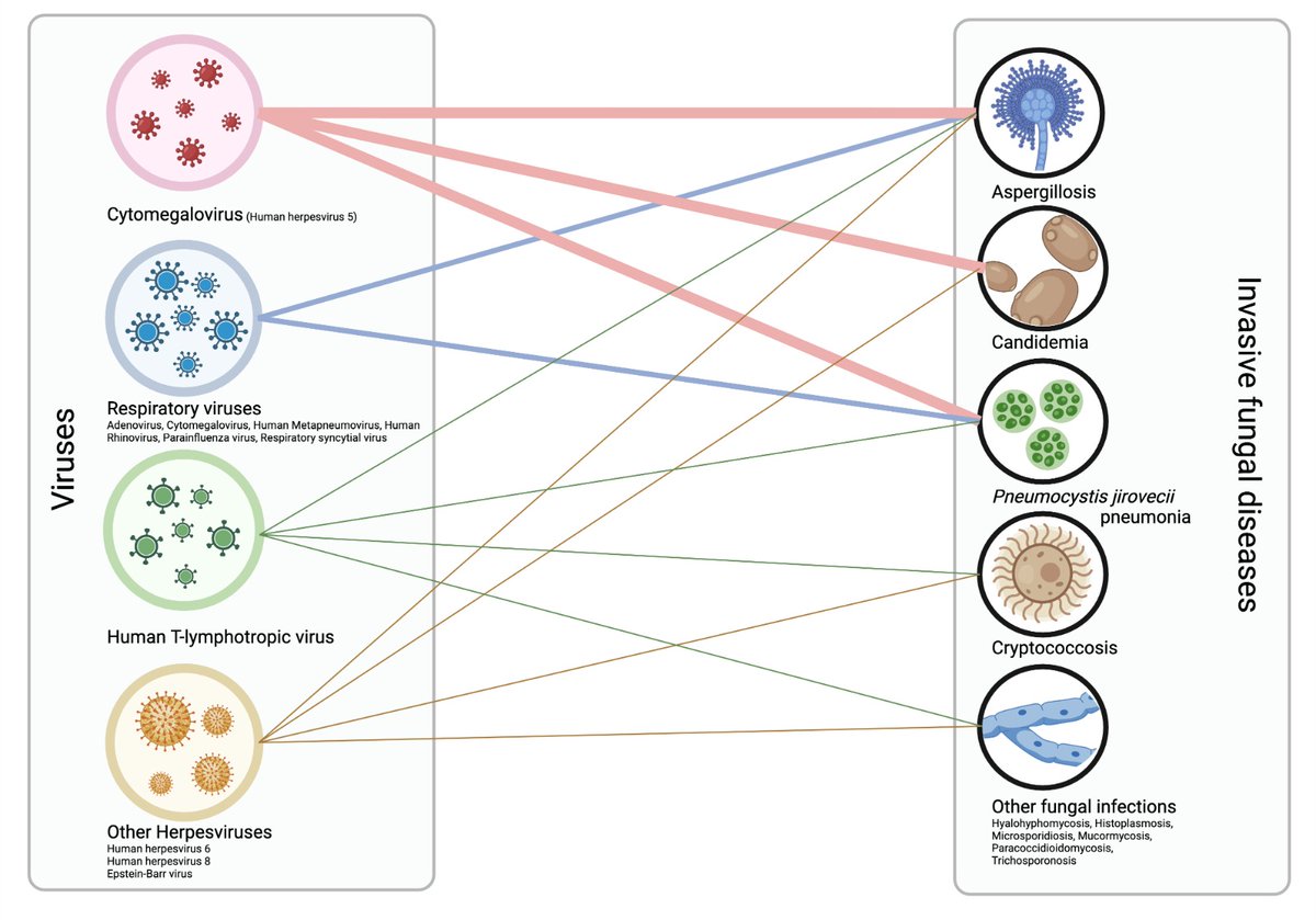 Tired of CAPA and IAPA ? Here's an overview of all other underexplored relationship between #fungi 🍄 of medical importance AND #viruses 🦠 doi.org/10.1093/mmy/my… @Ghelf_Ferreira @MaudSalmona @FannyLanternier @a_alanio