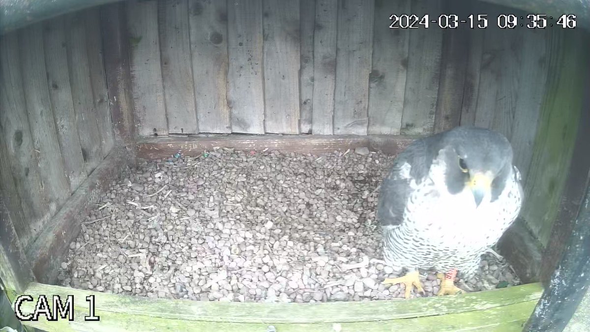 Often people ask what the point of colour ringing birds is.
Not all birds are easy to re-catch in order to read their rings, it also reduce disturbance &amp; field time
This Peregrine Falcon was ringed as a chick in 2021 &amp; is now a breeding bird at that site.
Fantastic birds and data