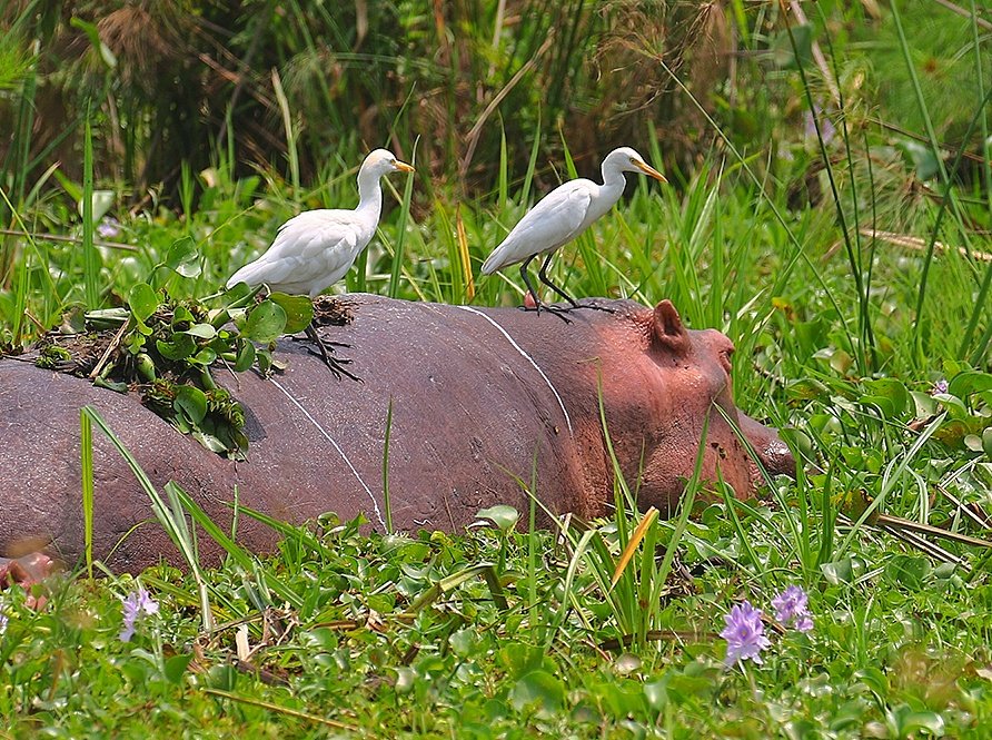 #HaftanınKuşu Sığır Balıkçılı, Bubulcus ibis