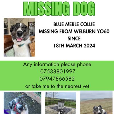 #NewProfilePic #findingRemy ☎️EMERGENCY TWEET STORM / X STORM TONIGHT 25/3/24 8-9pm‼️ Missing since 18/3/24 in #Welburn Blue Merle #bordercollie #YO60 🆘HE WAS HIT BY VEHICLE IN #Bulmer GOT UP & RAN🆘 HAVE U SEEN HIM? @BulmerLeisure @WelburnGourds @JacquiSaid @LisaLisaw1