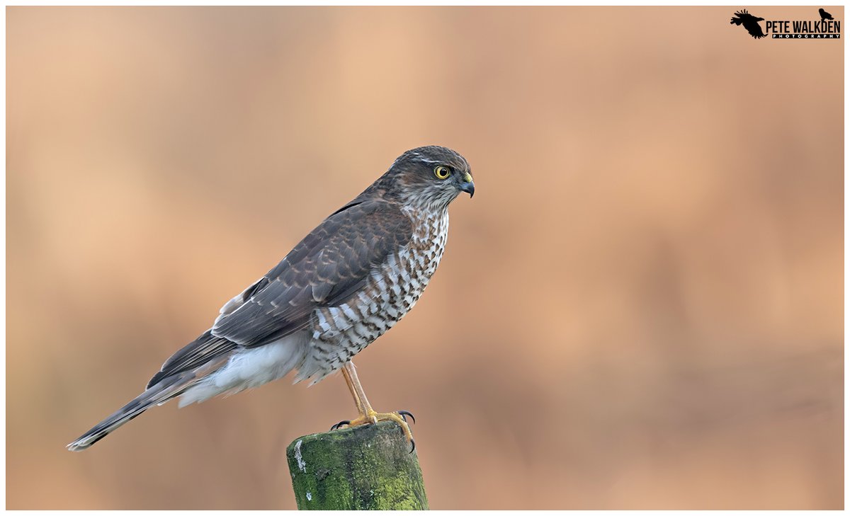 Sparrowhawk shot dead at Nosterfield Nature Reserve - North Yorkshire Police appeal for information. Details ⬇️⬇️ raptorpersecutionuk.org/2024/03/25/spa…