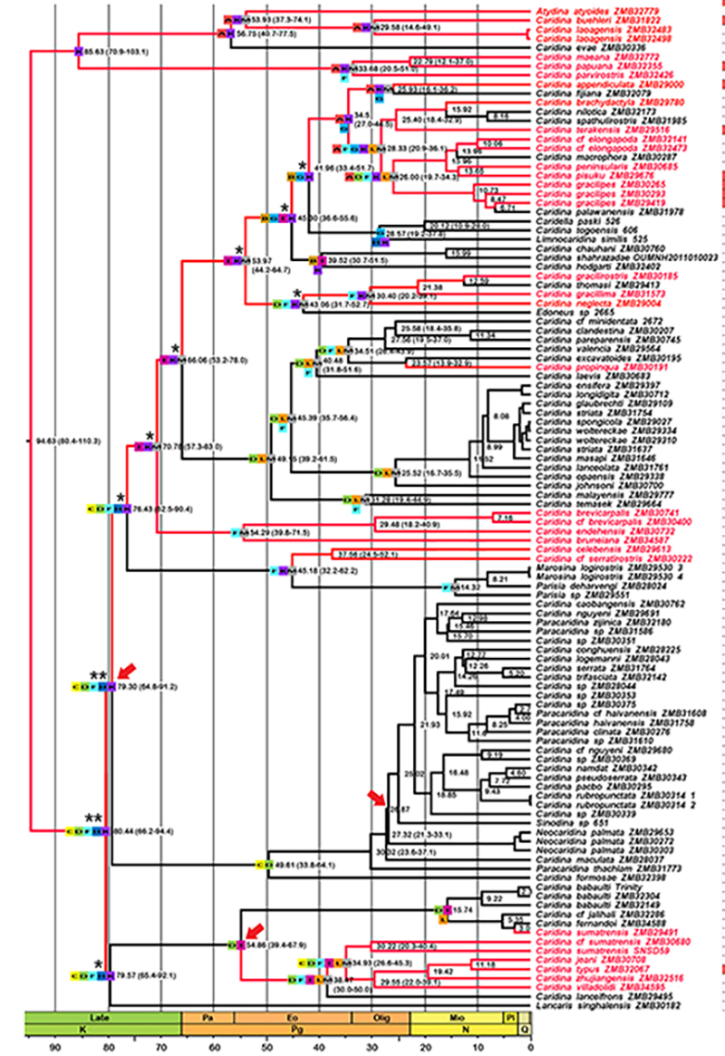 Séminaire @UMR_BOREA « Every shrimp everywhere all at once: phylogenomics reveals the intricate history of the most diverse group inside Atyidae (Crustacea: Decapoda) » par Sam Bernades @mfnberlin introduction par @VdeMaz 📍Jeudi 28 mars 2024 en visio borea.mnhn.fr/fr/actualit%C3…