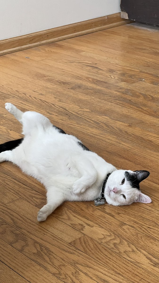 sloopkenp's tweet photo. @pablothecatto my sweet ruby looks like he could have been pablo's papa!!!!! https://t.co/Sc9Y487NZw
