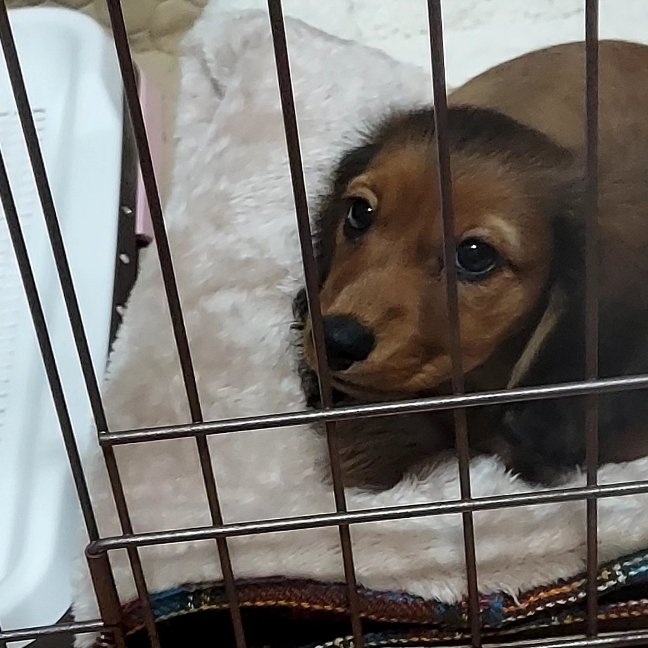 でんすけページ でんすけ (@densuke0319no) / X