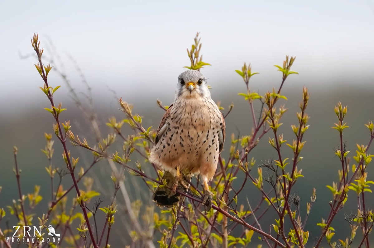 Mr Kestrel with his muddy feet... #kestrels @RSPBAireValley @Natures_Voice @RSPBEngland #birds #birdphotography #birdwatching #wildlifephotography #wildlife #nature #leedswildlife