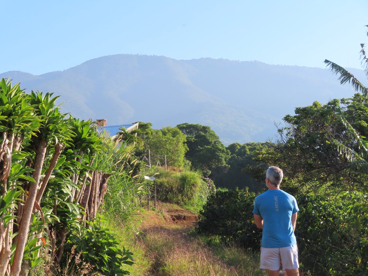 Morning walk among the coffee plantations in Costa Rica.