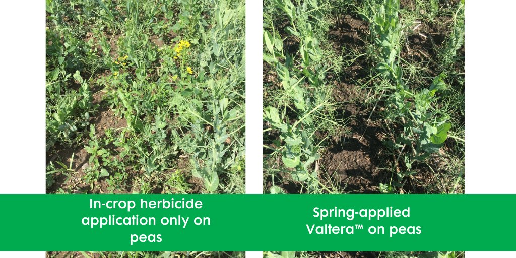 NufarmCA's tweet photo. #DYK you can apply soil active herbicides #Valtera EZ and #Fierce EZ in the spring as soon as the top 2 inches of the soil have thawed, and up to 7 days before seeding the crop? Learn more here: https://t.co/N0vNXOVM1w #CdnAg https://t.co/NZGzmKrbBH