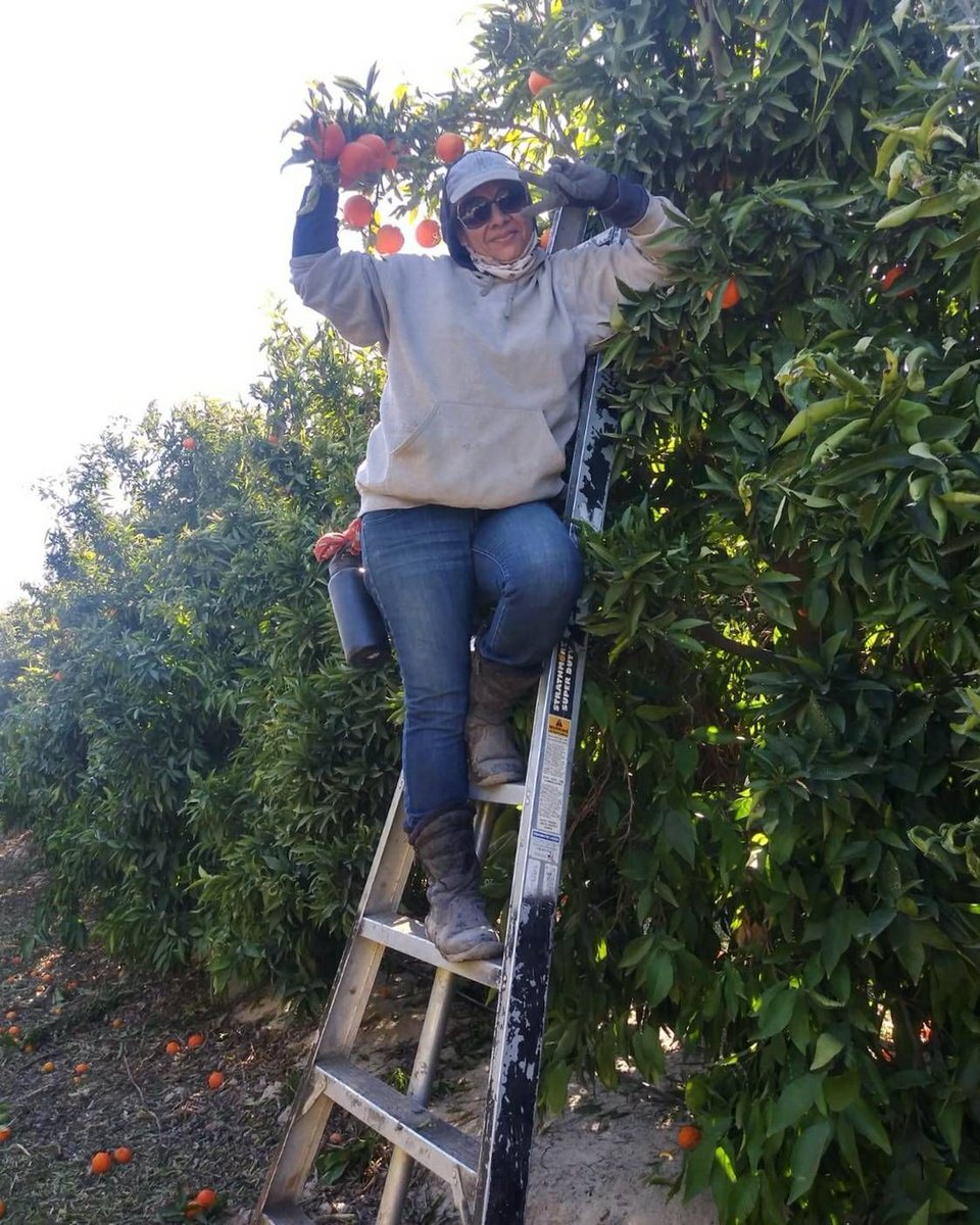 Maria is a farm worker from Bakersfield CA. She shares that regardless of the challenges and difficulties of being a farm worker she does not give up and gives it her all always. She picks citrus during the cold winter months. Thank you Maria! #WeFeedYou