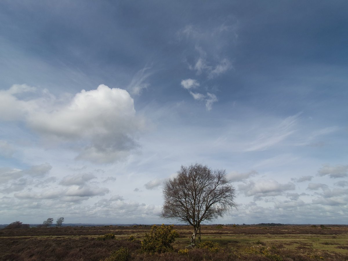 Tree and clouds. Love the huge sky here, nice to see after a lot of cloudy, wet days. Gorse bush next to the tree sets it off nicely with a small splash of yellow flowers. #sharemondays2024 #appicoftheweek #wexmondays #fsprintmonday