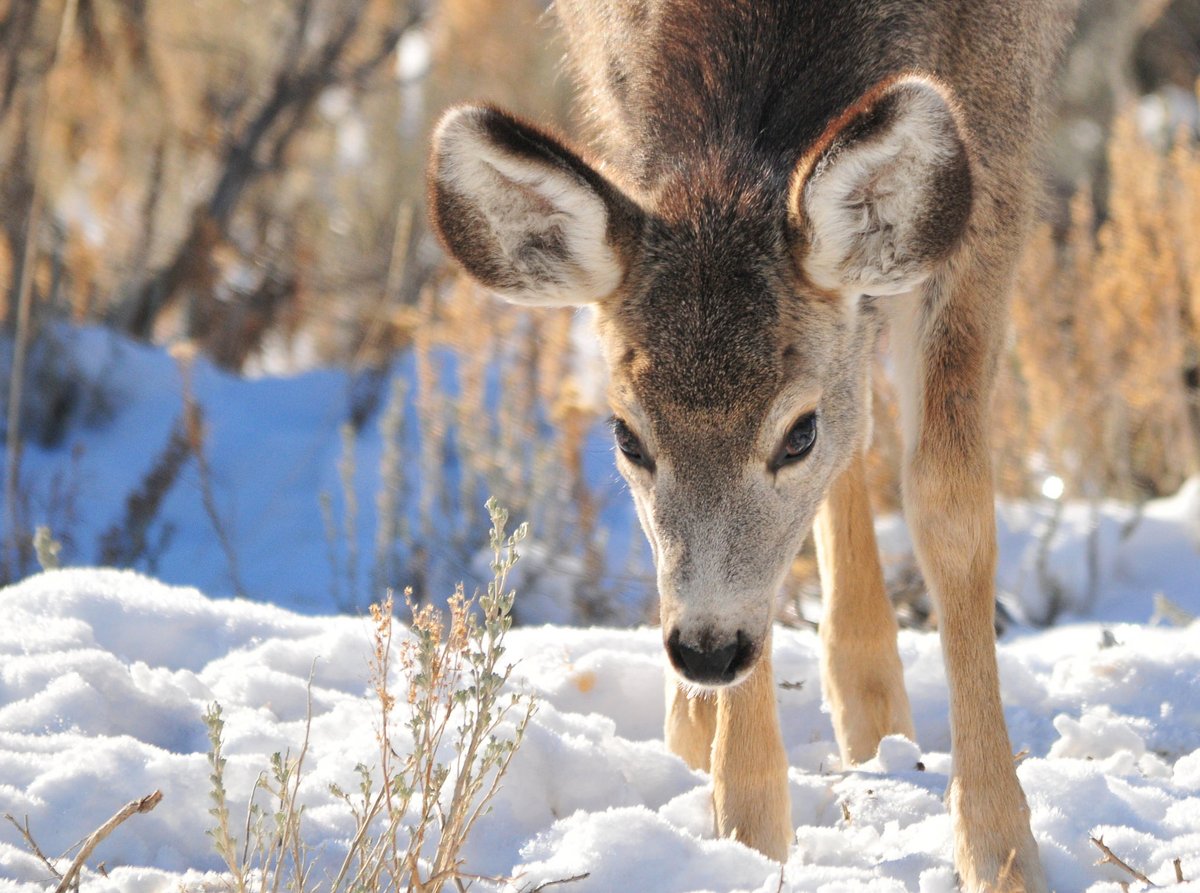 📰 A new publication co-authored by scientists from the @NW_CASC, @mw_casc, and National CASC offers guidance on how wildlife disease assessments can be included early on in climate adaptation planning to improve adaptation outcomes. 🦌🌿🦅 Learn more: ow.ly/jlgG50QXS3n