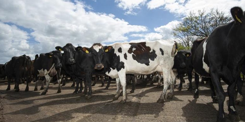 🛑🐄🛑Join the @NFUtweets Dairy Board! Are you a forward thinking, active dairy farmer with a strong understanding of the sector, interested in championing UK dairy farmers? Applications are now open to become a national appointee! Find out more here: shorturl.at/gnuFO