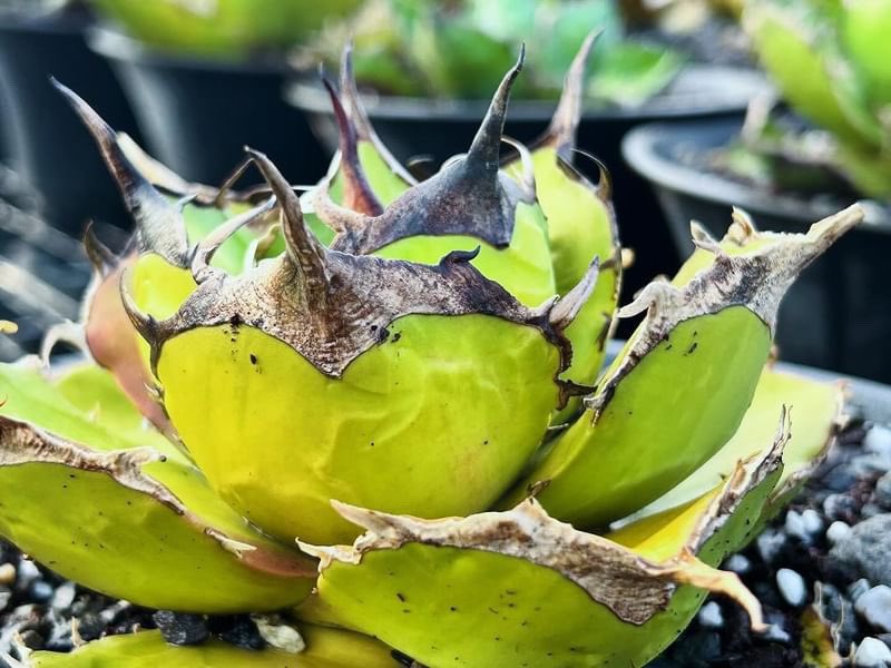 X犀と同時リリースのチェリーボムが白妖だったとは本当に驚き