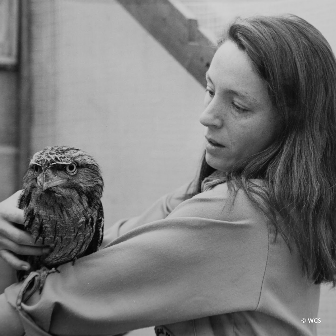 Jean Ehret was one of the first women to work in the Ornithology Dept. in 1974. She was the first brooder room keeper and cared for newly hatched birds. When she left the Bronx Zoo in 1995, she supervised a department that had become 50 percent women. #WomensHistoryMonth #BZ125