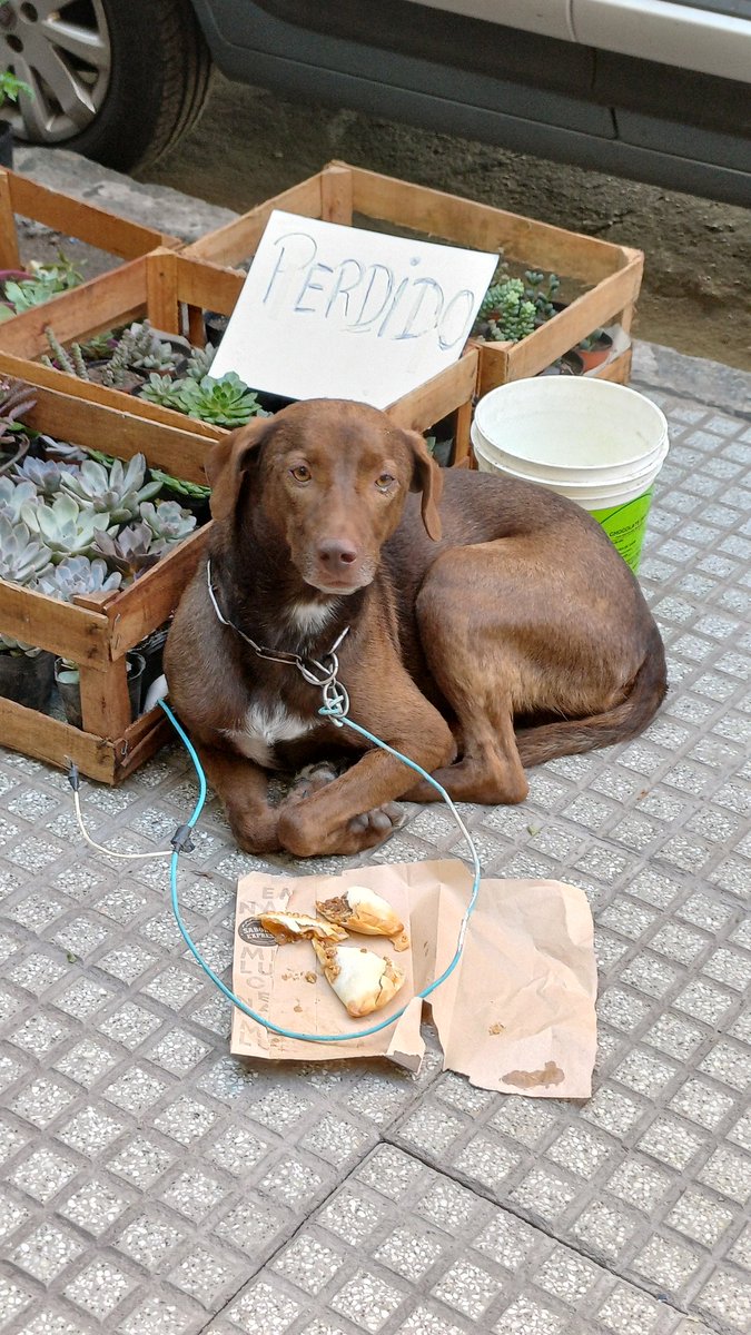 Gentee se que me siguen 2 gatos locos y casi ninguno en la zona de influencia peeero quizas Tw hace su magia. Cabildo y Olazabal (Belgrano-CABA) esta esta cosita divina perdida. La está cuidando un comerciante por el momento pero buscamos a su dueñ@.