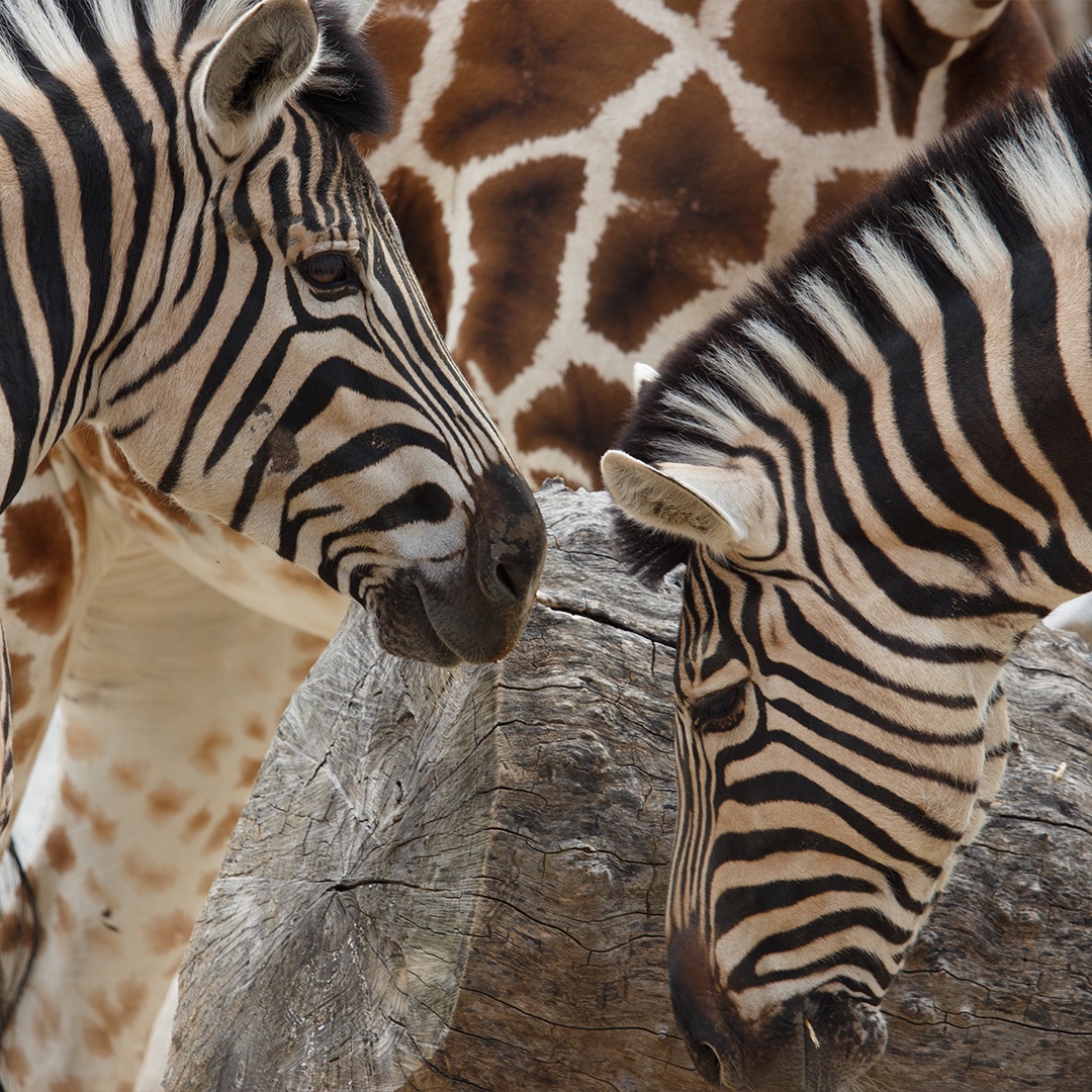 BonoParques tweet media