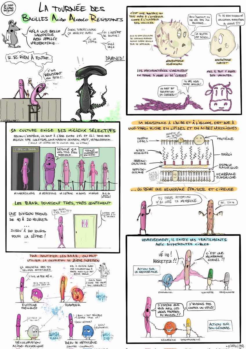 leratdulabo's tweet photo. Quelques notions sur les BAAR... Bonne lecture !
#leratdulabo #illustration #bd #labo #humour #techdelabo #science #biologie #baar #mycobacteries #microbiologie https://t.co/gk8nns8Psy