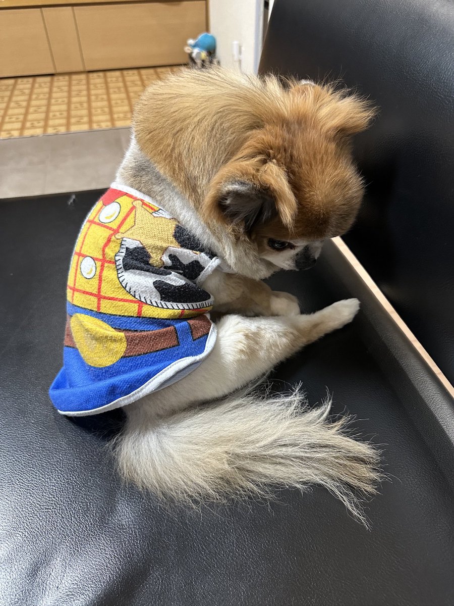 チワワ•*¨*•.¸♬︎ 横須賀市(神奈川県)のチワワの子犬を価格や特徴で探す|ペットショップ