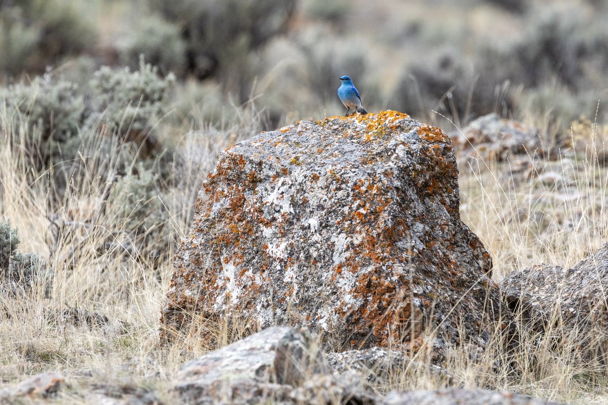 We were thrilled to see a mountain bluebird this past week – one of the first signs of spring in Yellowstone National Park. yellowstone.org/10-signs-sprin…