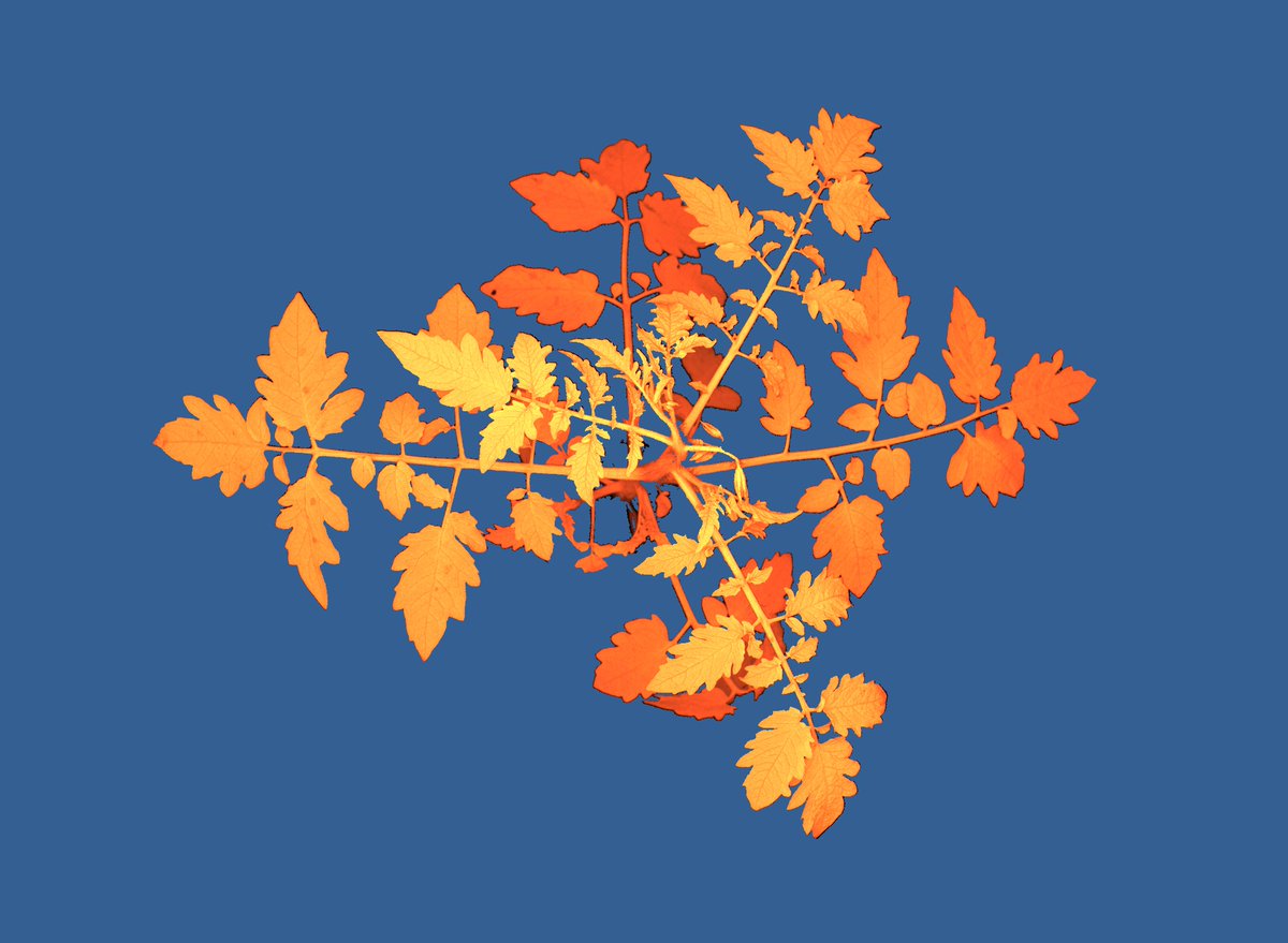 Purdue Plant Science tweet media