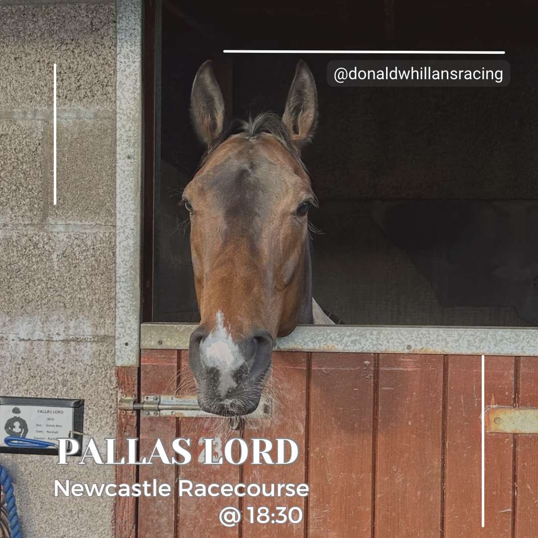 🏁Race Day🏁 We are headed to @NewcastleRaces ⏰ 18:30 🐎 PALLAS LORD 🐎 ⚡️ @jasonhart13 in the saddle 🔑 For the Yard ⚫️⚪️ 🤞🏻 Good Luck Team 🤞🏻