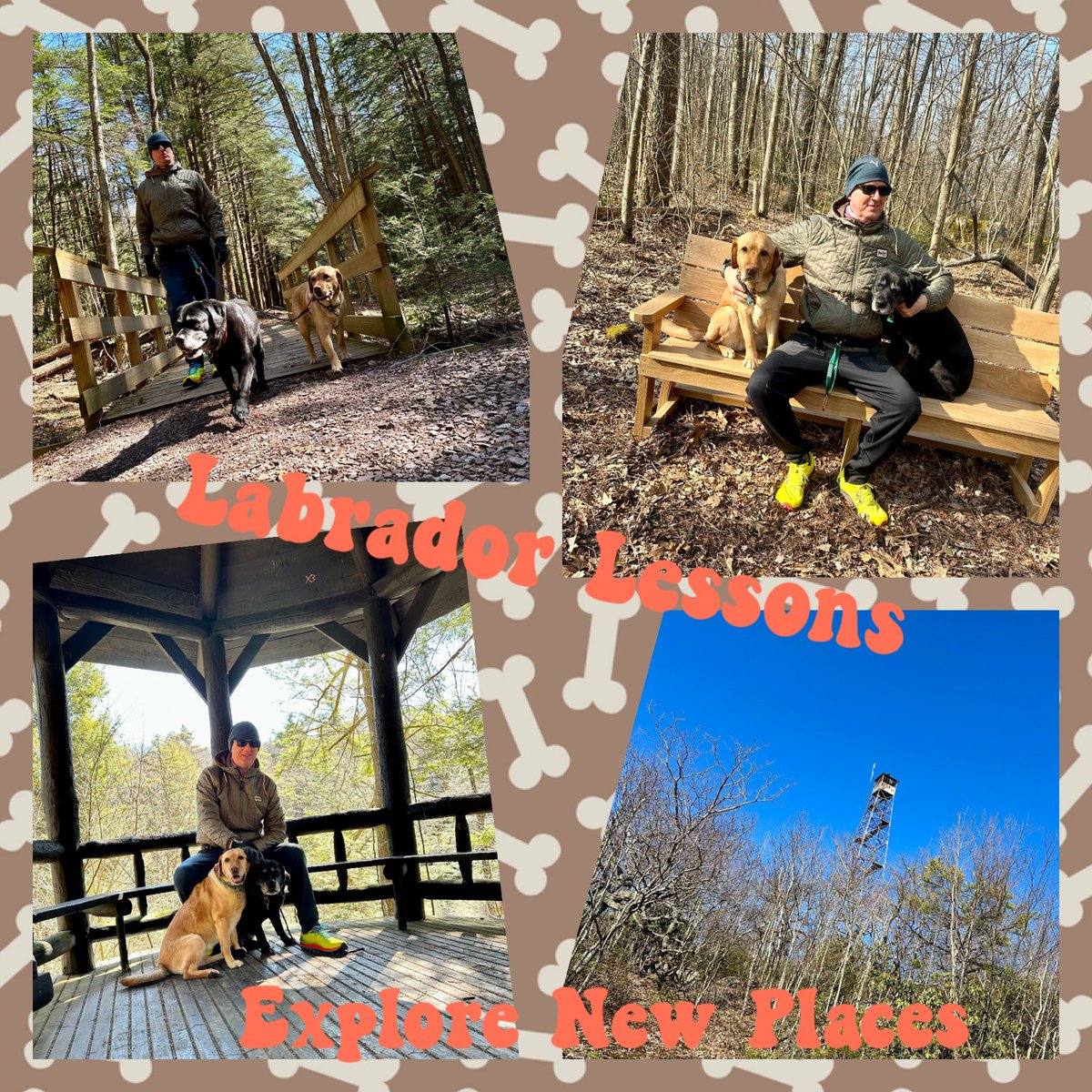 #LabradorLesson from #FitLabPGH (link below): be consistent with your movement practice & keep it interesting by exploring new places to move!

#WiseWords #SpringIsHere #GetOutside #ExploreMore #MoveMore #AdventureAwaits #Spring2024 #TrailDogs 

tinyurl.com/FLP-LabsExplore