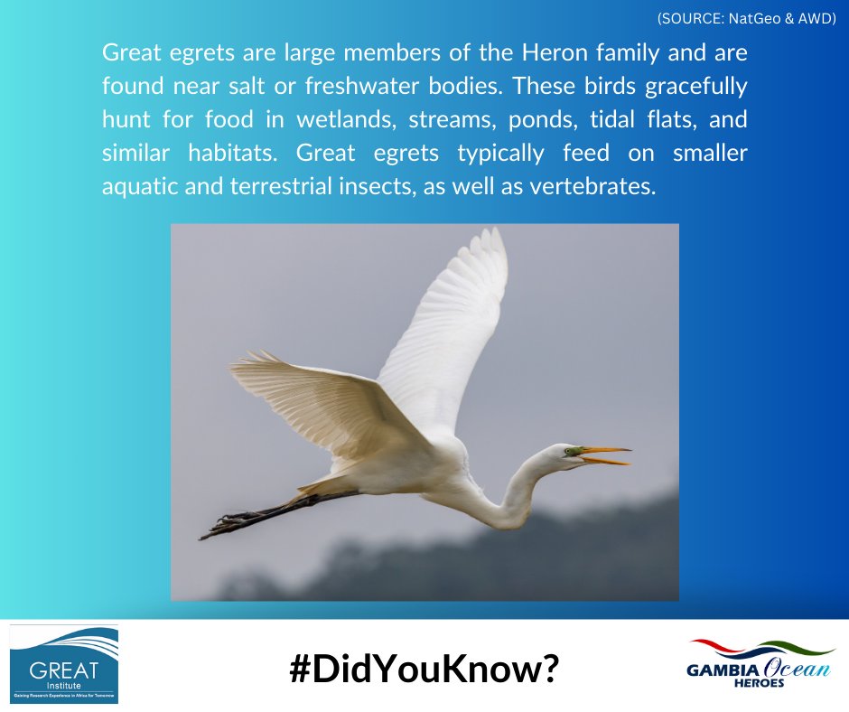 These majestic birds gracefully navigate wetlands, showcasing nature's beauty and biodiversity. #GREATInstitute #NatureEducation #GreatEgrets