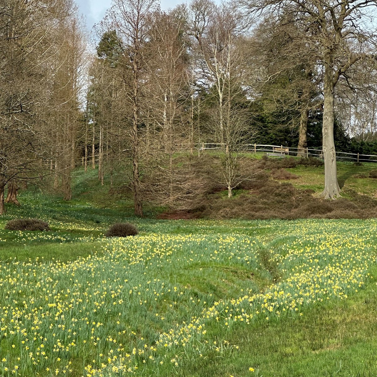 Daffodil Valley in The Valley Gardens is at its peak this week. Take a look at our suggest walk from The Savill Garden & Adventure Play car park, or, download the map here: windsorgreatpark.co.uk/explore/activi…