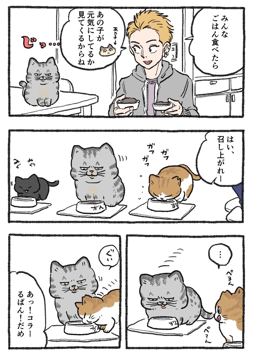 ねこに転生したおじさん。その415