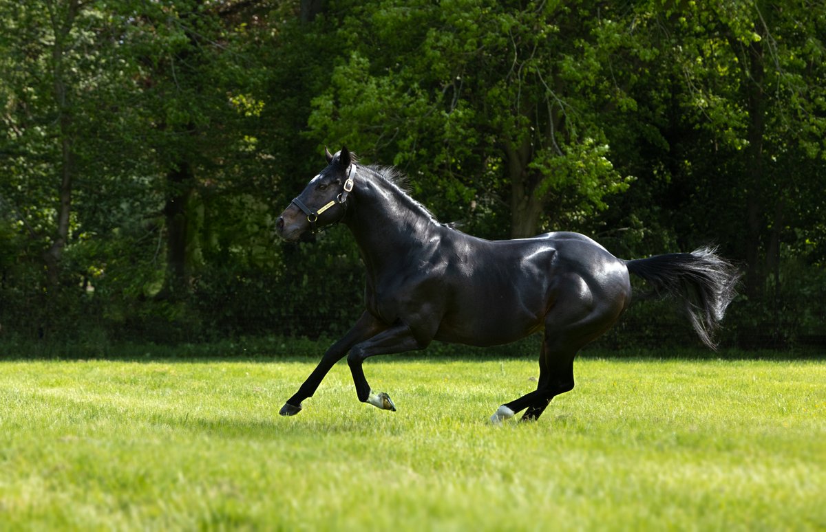 BATED BREATH 🖊️A consistent source of Group Winners and Performers Including: VIADERA, SPACE TRAVELLER, DAAHYEH, JULIET SIERRA, MAKALOUN, SACRED BRIDGE, WORTH WAITING and BECKFORD £10,000 1st Oct SLF 💻 stallions.juddmonte.com/stallion/bated…