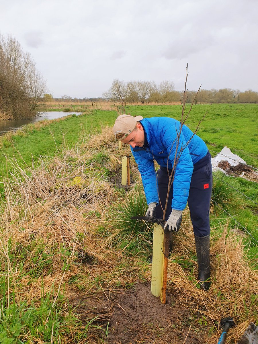 Great to see some new native trees 🌳(Alder & Willow) planted along the river Test near Bransbury🌤️. These trees will provide food and habitat to a myriad of different taxa including birds, bats and even fish! 🐦🦇🐟 Funded by the Test and Itchen Catchment Partnership.