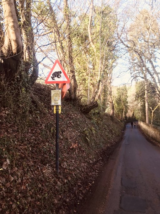 Toad Rescue tweet media