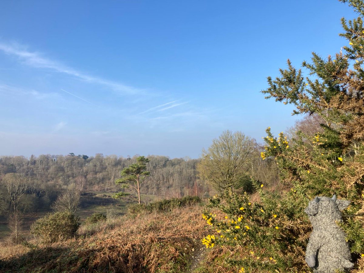 Embrace the wild, outdoors & fresh air this bank holiday weekend!🌿 Whether it is exploring our walking, cycling & equestrian routes or spending some time to reconnect with the great outdoors. Here is our #SurreyHillsWildThing soaking up some of the serene beauty at Headley Heath