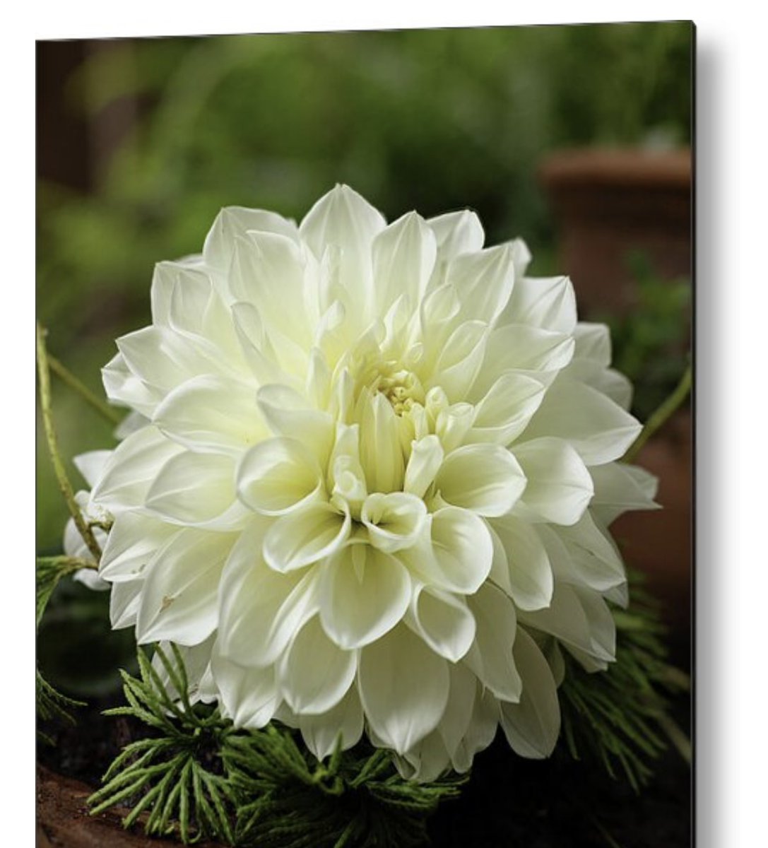 Beautiful white Dahlia on metal for sale!
#Dahlia #white #metal #wallhanging #background #pure #bloom #flower #summer #beauty #bright #beautiful #decorative #closeup #macro #art #romantic #single #outdoors #exotic #splendor #fresh