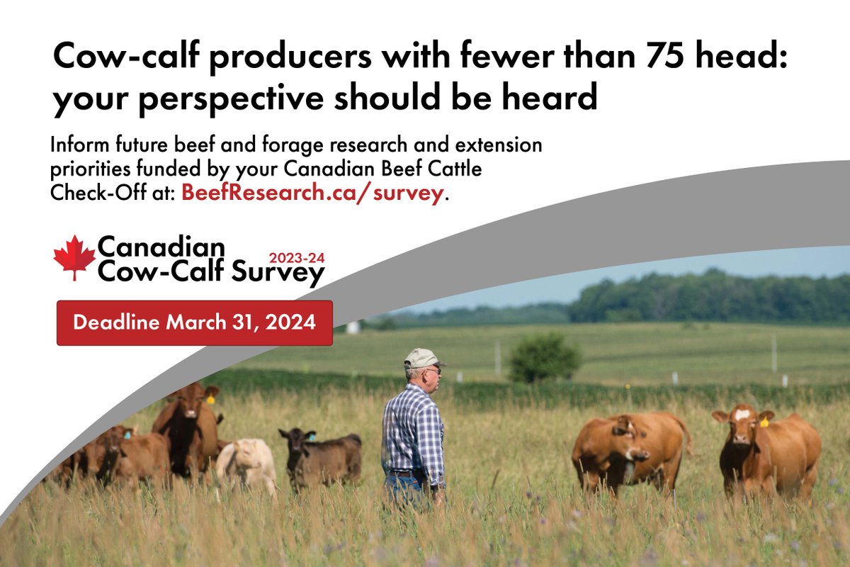 ATTN cow-calf producers with small herds 📣 The BCRC needs your input to guide beef, forage & extension priorities over the next 5 years. More responses mean we can better represent the needs of all types of herds across Canada. Complete by March 31 at BeefResearch.ca/survey.