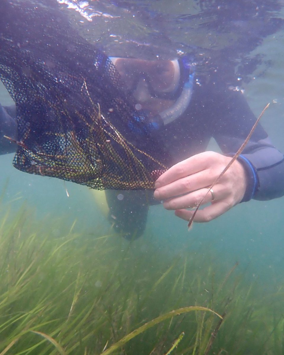 JOB ALERT SEAGRASS RESEARCH OFFICER Deadline: 31st March Salary: £36,000 - £44,000 Location: Bridgend, South Wales #teamseagrass #wildflowerhour #projectseagrass #newjob #conservationjob #westwales #seagrass #aquaculture #seagrassresearch #conservation #aquaticlife