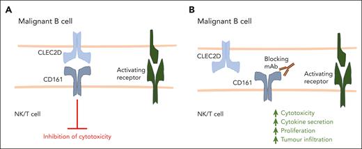 Targeting CD161 in B-cell malignancies ow.ly/TqoC50QZ1J8 #immunobiologyandimmunotherapy