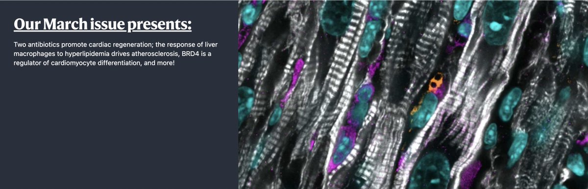 Thank you for featuring our image of sarcomere disassembly in the headline! Link to the manuscript: rdcu.be/dCo0B