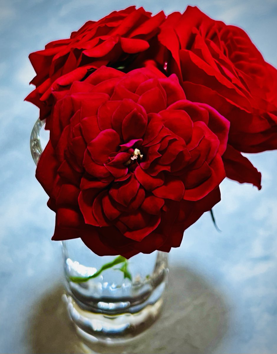 Rose ID: Count Dracula 

#rose #Stopandsmelltheroses 
#roses