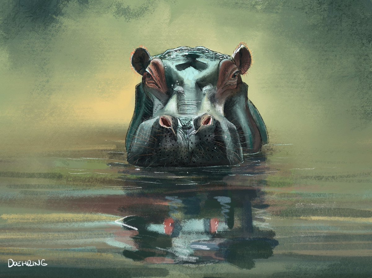 Hippo lurking…👀 #kidlitart #hippo #animalart #jungle #illustration #natgeo #nature