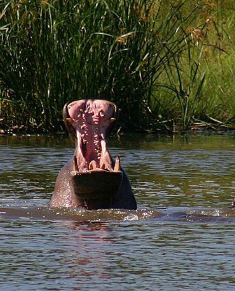 When you realise that it's a long weekend but you're still only on Monday! #hippo #mondaymotivation #krugernationalpark #longweekend #easterweekend #wateranimals #givemeabreak #africanwildlife